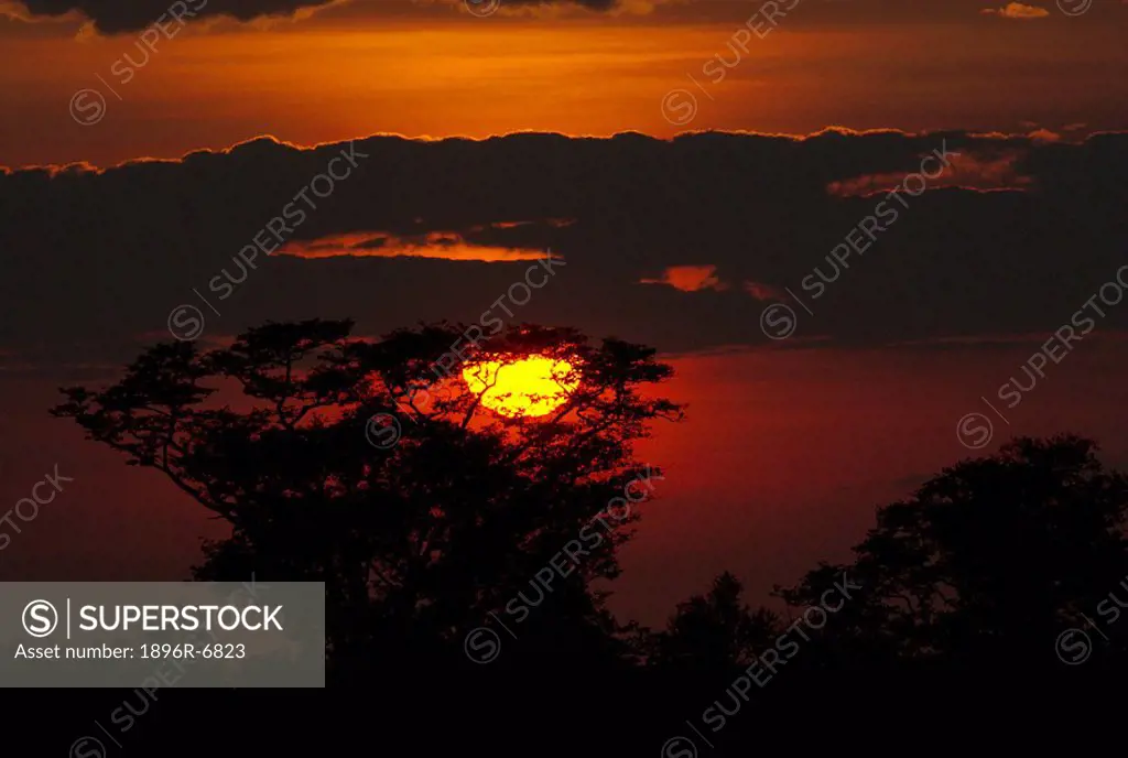 The sun sets in front of a large tree in Zimbabwe´s Hwange National Park. Masuma pan, Hwange National Park, Matabeleland North, Zimbabwe, Southern Afr...