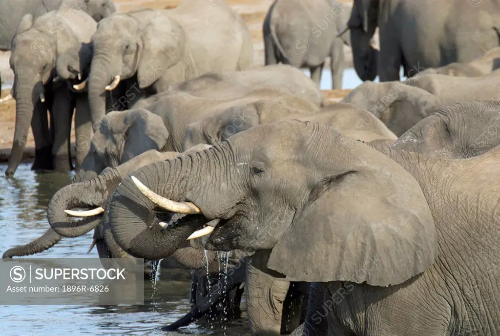 African elephants Loxodonta africana drinking at Nyamandhlovu pan. Nyamandhlovu pan, Hwange National Park, Matabeleland, Zimababwe, Southern Africa
