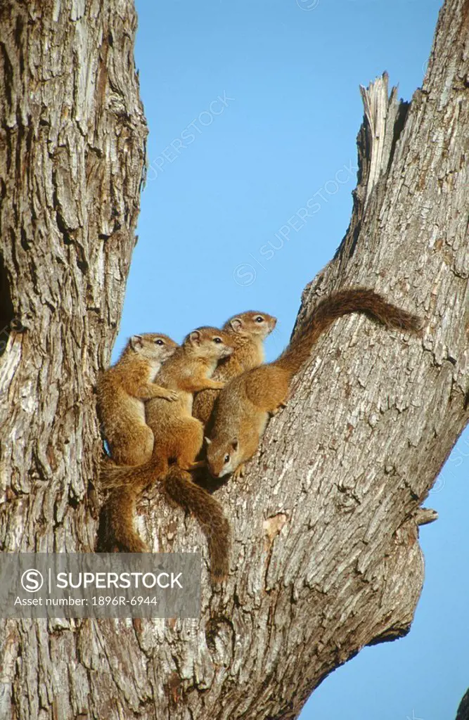 Tree squirrels Sciurini perched in the fork of a tree. Kruger National Park, Limpopo Province, South Africa.