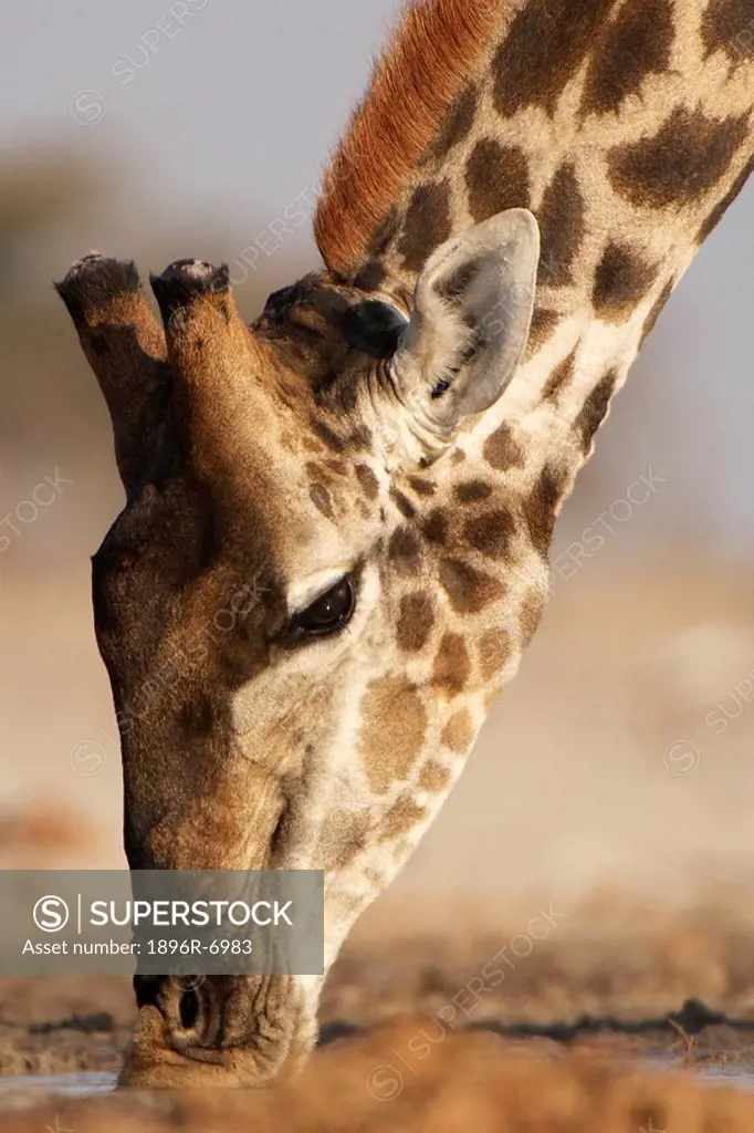 Close up of Giraffe Giraffa camelopardalis drinking at waterhole. Etosha National Park, Namibia.