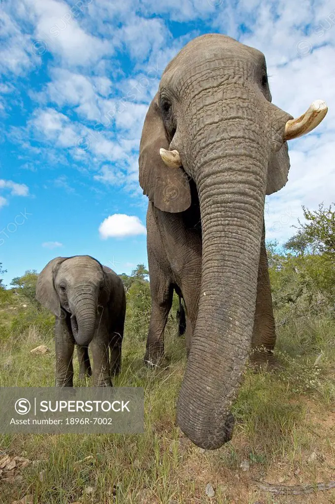 Low angle view of Elephant Loxodonta mother and calf. Hoedspruit, Limpopo Province, South Africa.