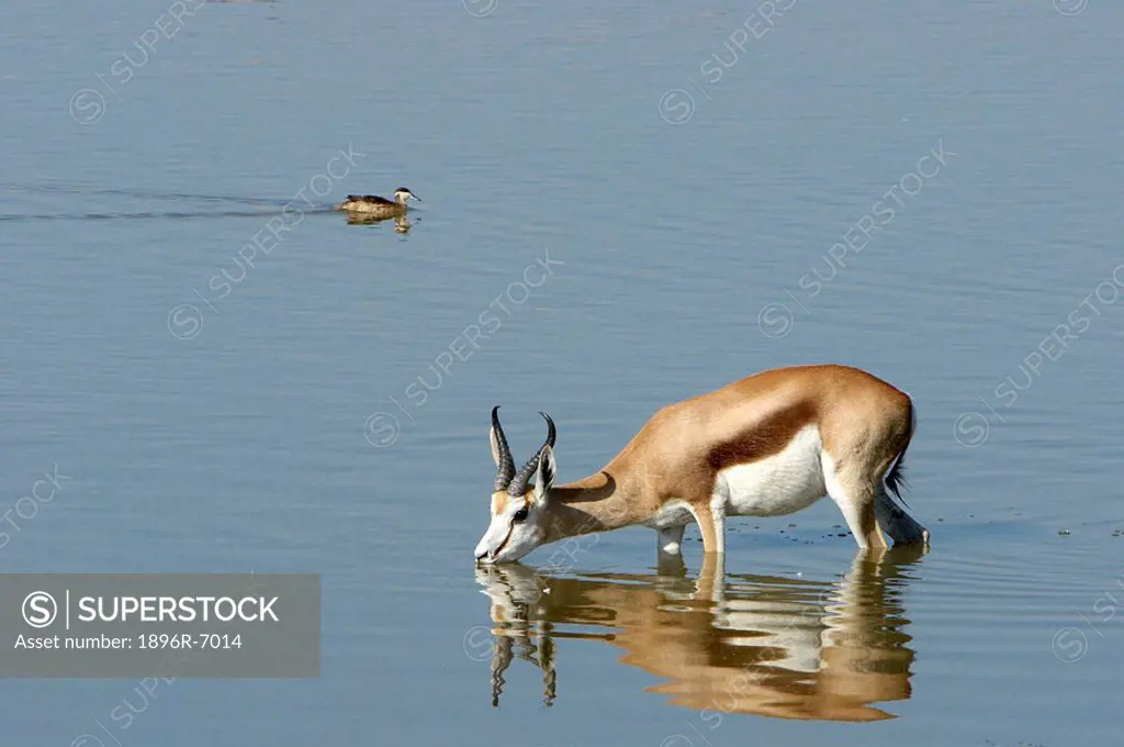 Springbok Antidorcas marsupialus drinking in waterhole with teal in background. Etosha National Park, Namibia.