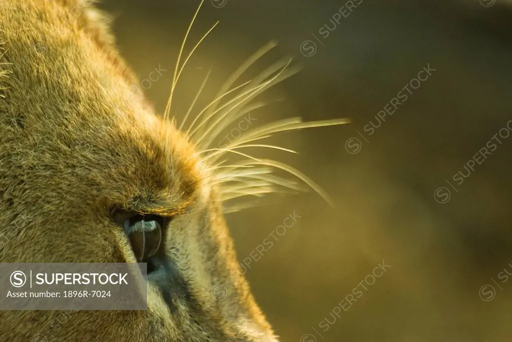 Close up of a female lion Panthera leo brow. Mala Mala Private Reserve, Mpumalanga Province, South Africa.