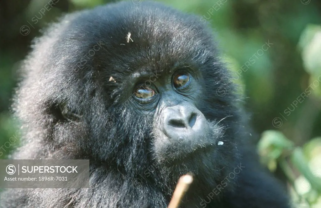 Portrait of Young Gorilla Gorilla gorilla gorilla  Rawanda, Africa