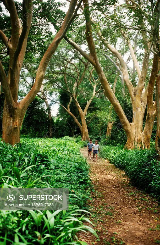 View of Tropical Fig Tree Forest with Two Men Walking Down a Path  Ukhahlumba Drakensberg Park, KwaZulu Natal Province, South Africa