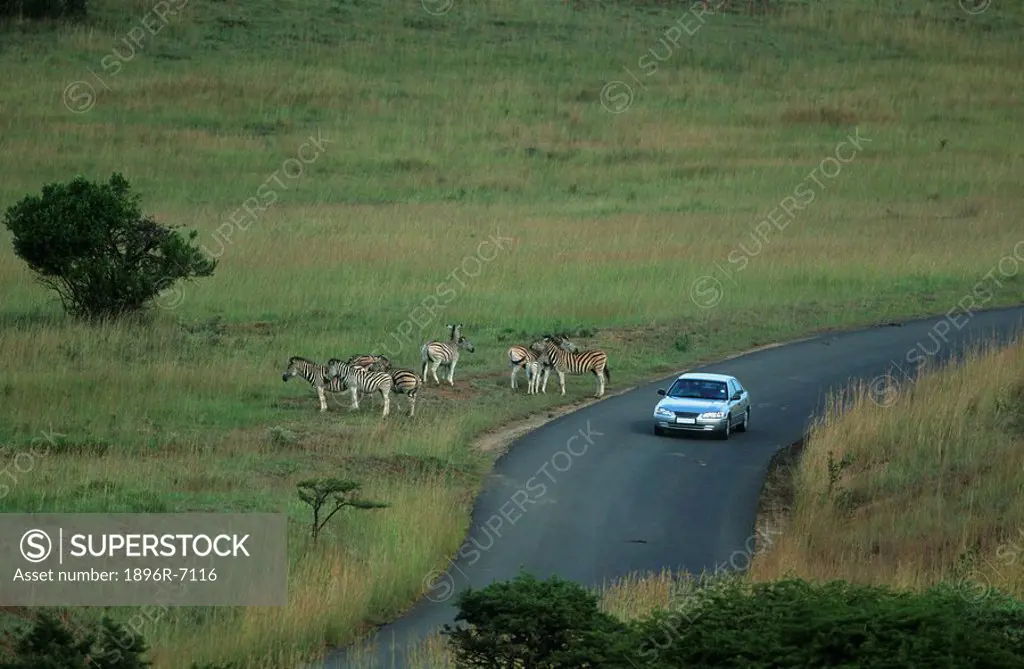 Long Shot of a Burchell´s Zebra Equus burchellii Herd on the Side of the Road with a Car Passing By  Itala Game Reserve, Northern Natal, KwaZulu Natal...