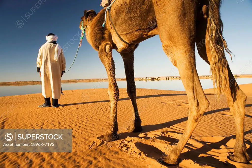 Berber Man with his Dromedary Camel Camelus dromedarius on a Lead at a Waterhole  Merzouga, Erg Chebi, Sahara desert, Morocco, North Africa