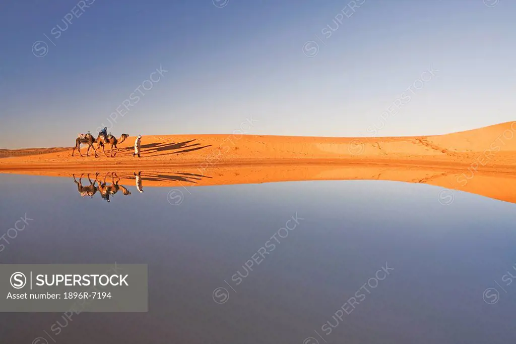 Berber Man with Tourist on a Dromedary Camel Camelus dromedarius Walking Along a Waterhole, their Image Reflected on the Water  Merzouga, Erg Chebi, S...