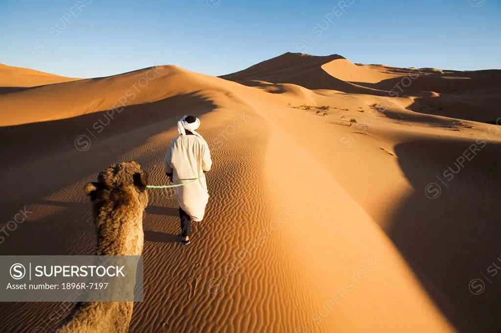 Berber Man Leading his Dromedary Camel Camelus dromedarius as Viewed from a Camels Back  Merzouga, Erg Chebbi, Sahara Desert, Morocco, North Africa