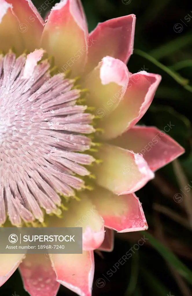 Close-up of a King Protea Protea cynaroides  Zurrberg, Eastern Cape Province, South Africa