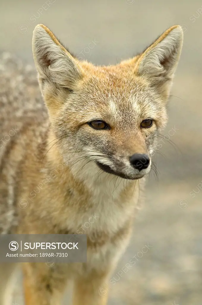 Close-up of a South American Grey fox Pseudalopex griseus  Torres del Paine National Park, Chile, South America