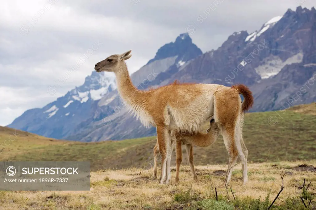 Guanaco Lama guanicoe Baby Suckling from its Mother  Torres del Paine National Park, Chile, South America