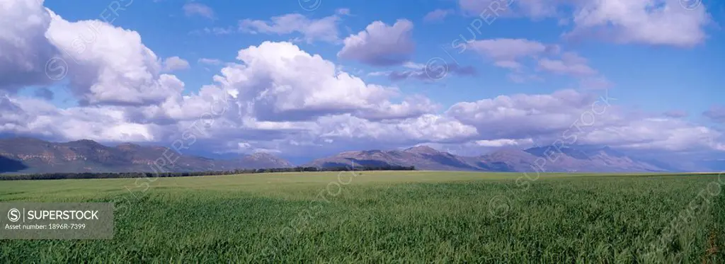 Wheat fields, Swartland, Western Cape Province, South Africa