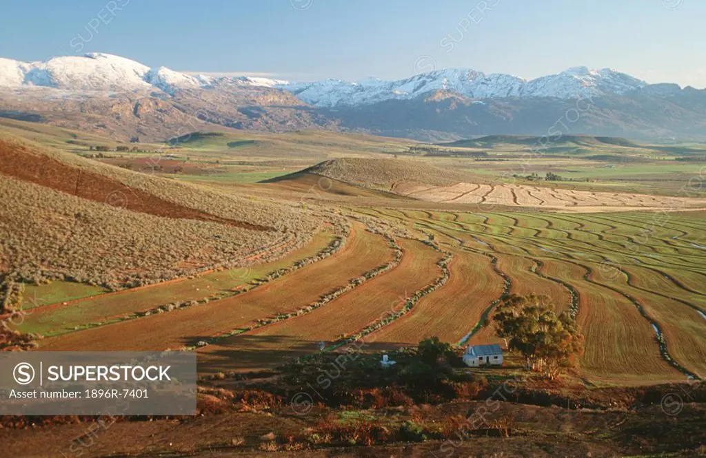 Wheatfield and snow covered mountains in background, Ceres, Boland District, Western Cape Province, South Africa