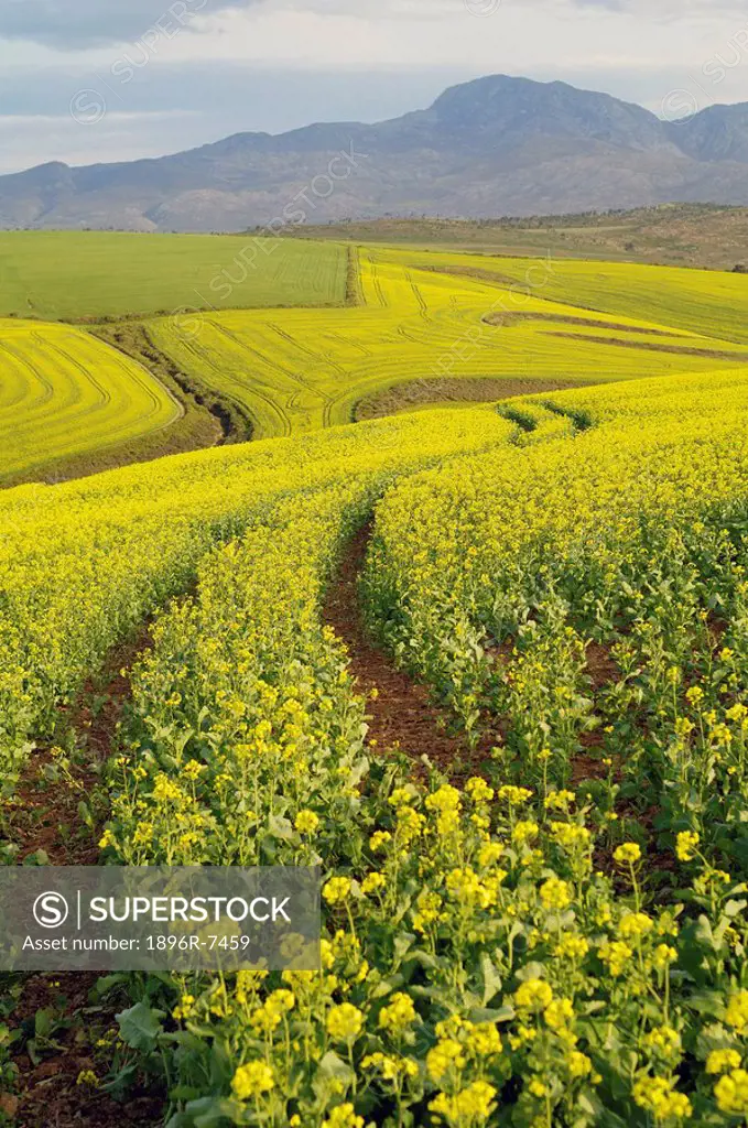 Fields of canola turn landscape yellow, Cape Town, Western Cape Province, South Africa