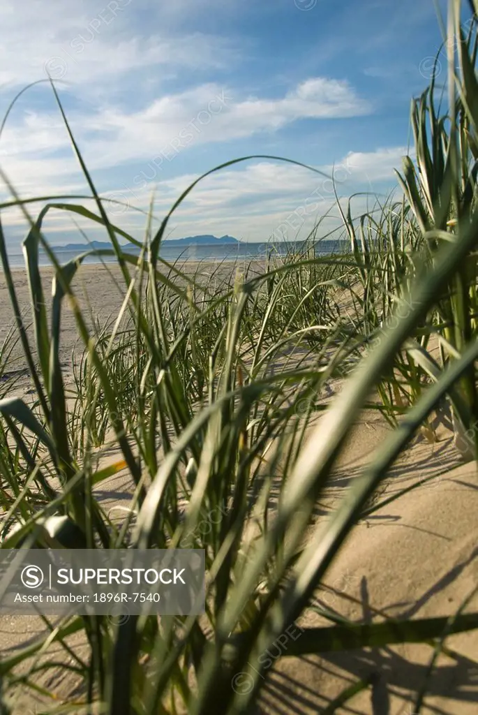 Plants on sand dunes with Table Mountain and Cape Peninsula in background, False Bay, Cape Town, Western Cape Province, South Africa
