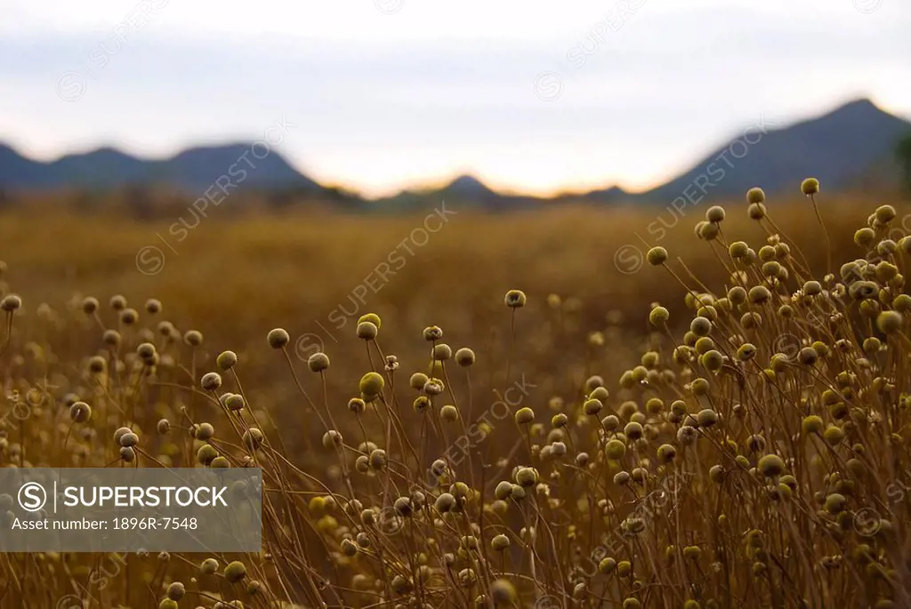 Field of karoo flowers with blurred mountains in background, Gecko Rock, Karoo, Western Cape Province, South Africa