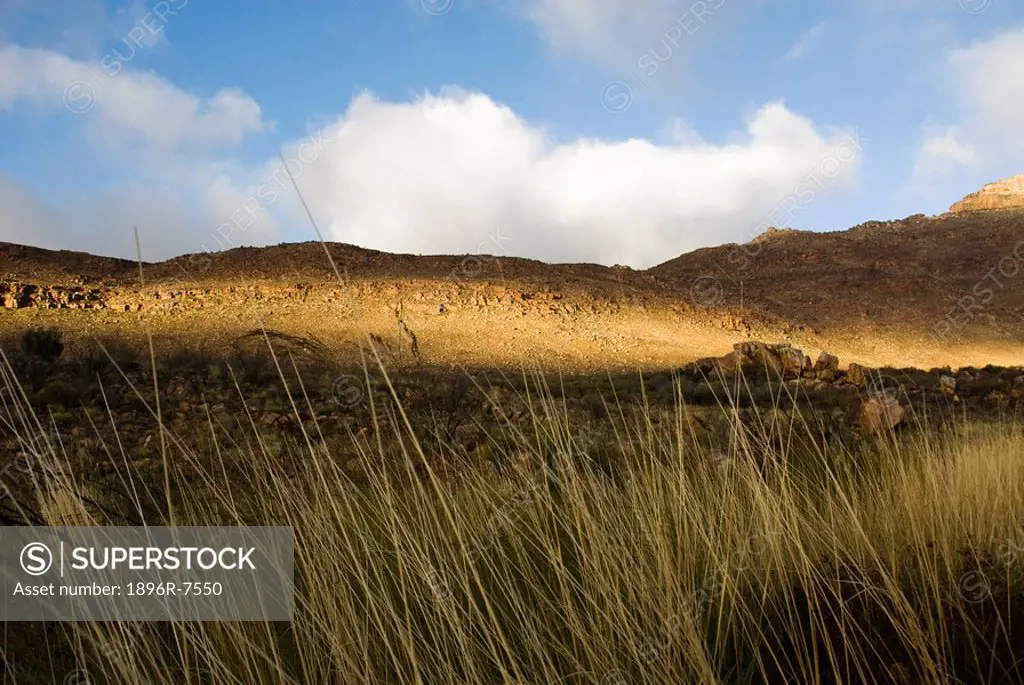 Long grass in morning sunlight, Krom River, Cederberg Mountains, Western Cape, South Africa