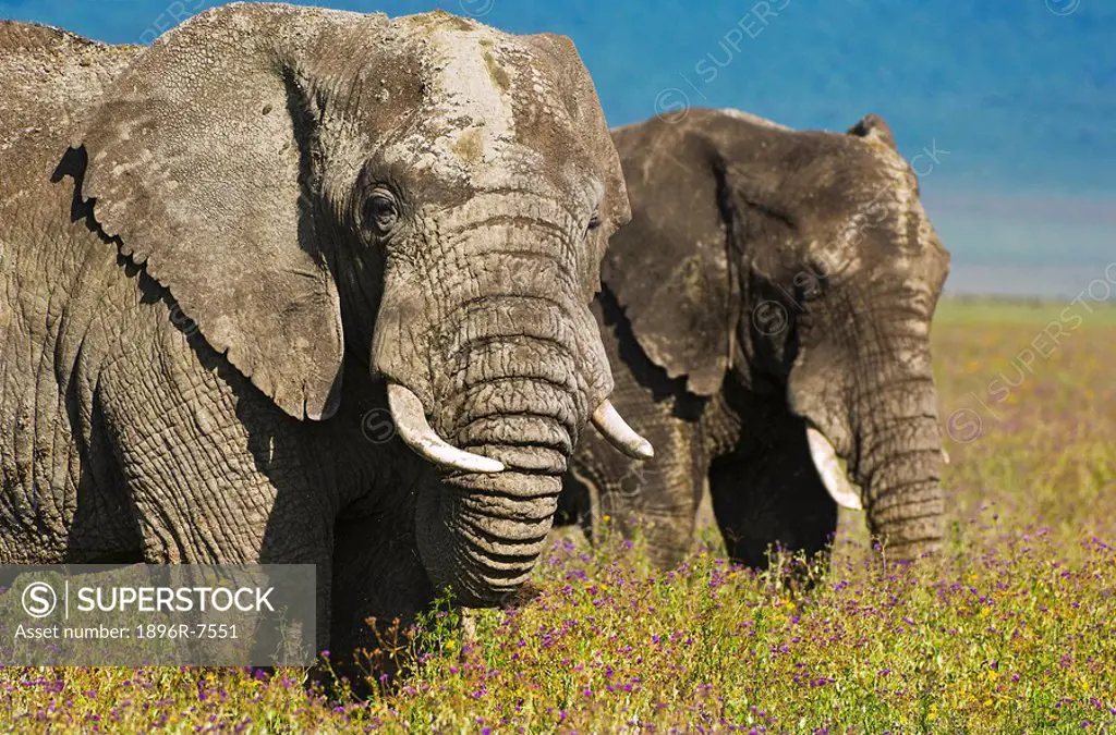 African Elephants Loxodonta africana in field of flowers in Ngorongoro Crater, Ngorongoro Conservation Area, Tanzania