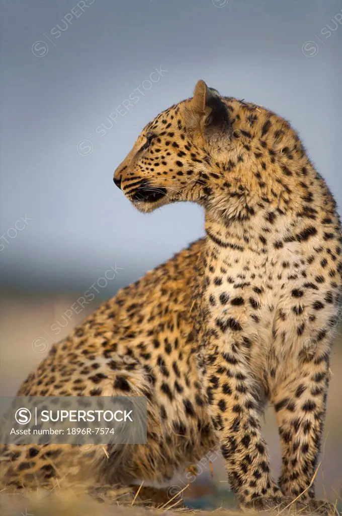 Leopard Panthera pardus looking over shoulder, Namibia.