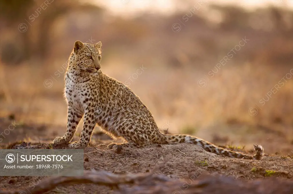 Leopard Panthera pardus, Namibia.