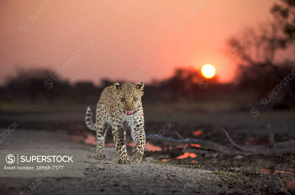 Leopard Panthera pardus licking lips Namibia.