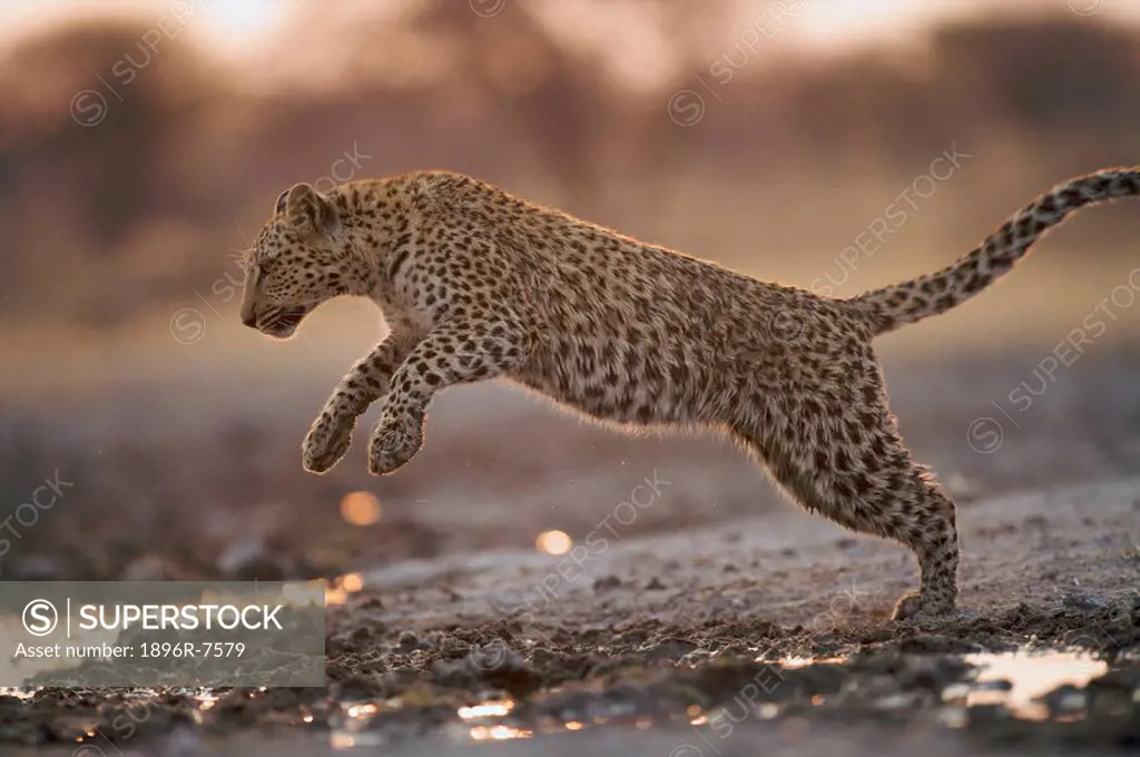 Leopard Panthera pardus jumping over water puddles, Namibia.