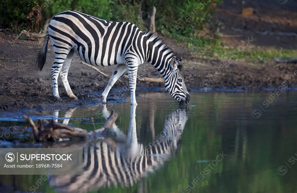 View of a Zebra Equus burchellii drinking water, Ithala Game Reserve, Northern KwaZulu_Natal Province, South Africa.