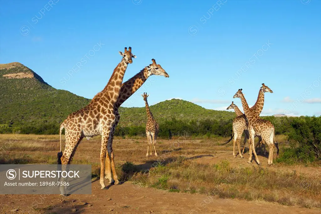 Group of Giraffe Giraffa Camelopardalis, Ithala Game Reserve, Northern KwaZulu_Natal Province, South Africa.