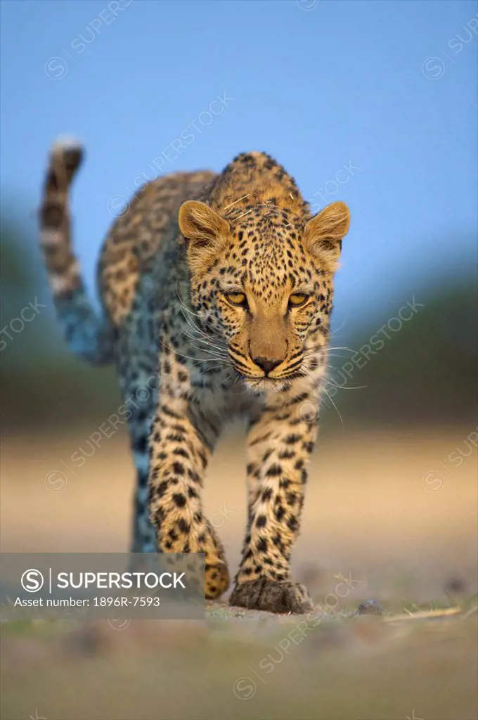 Leopard Panthera pardus walking towards camera, Namibia.