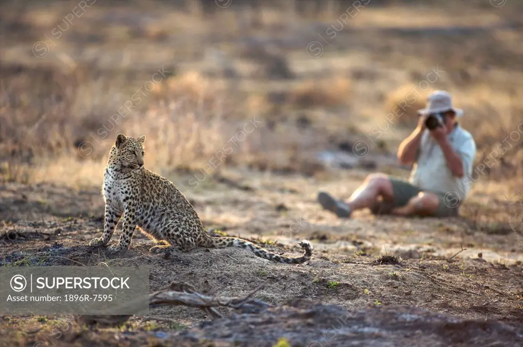 Photographer photographing Leopard Panthera pardus, Namibia.