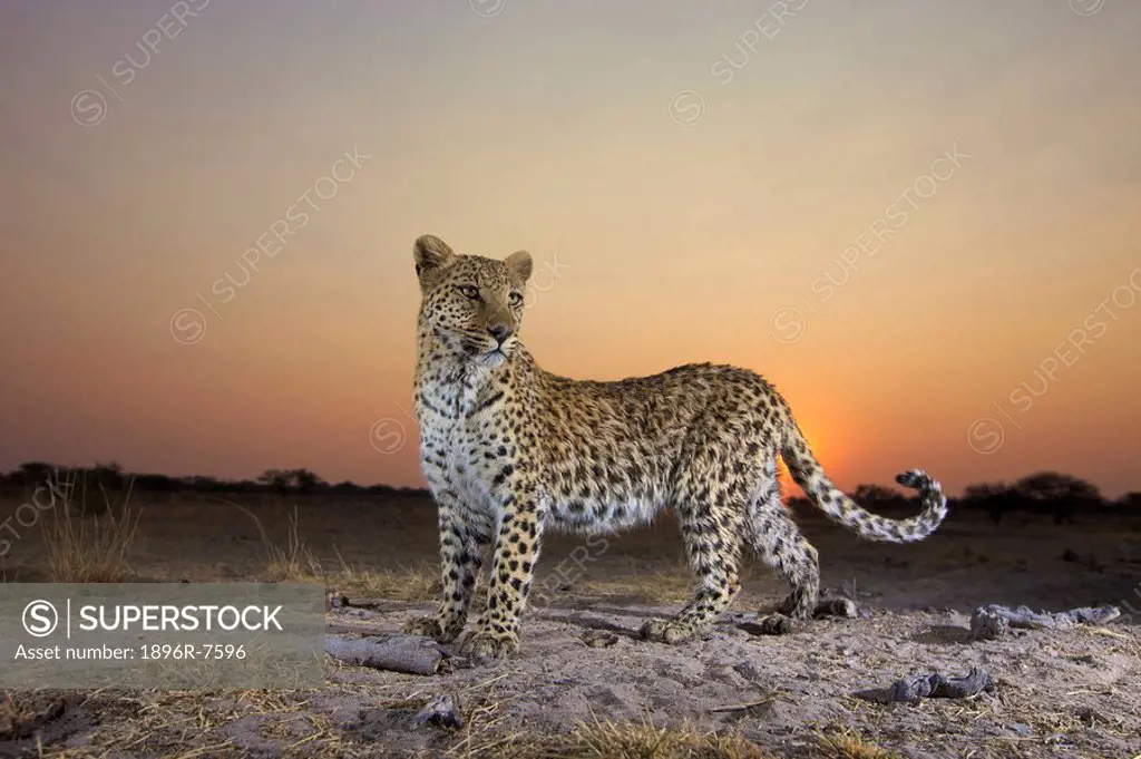 Full length view of Leopard Panthera pardus at sunset, Namibia.