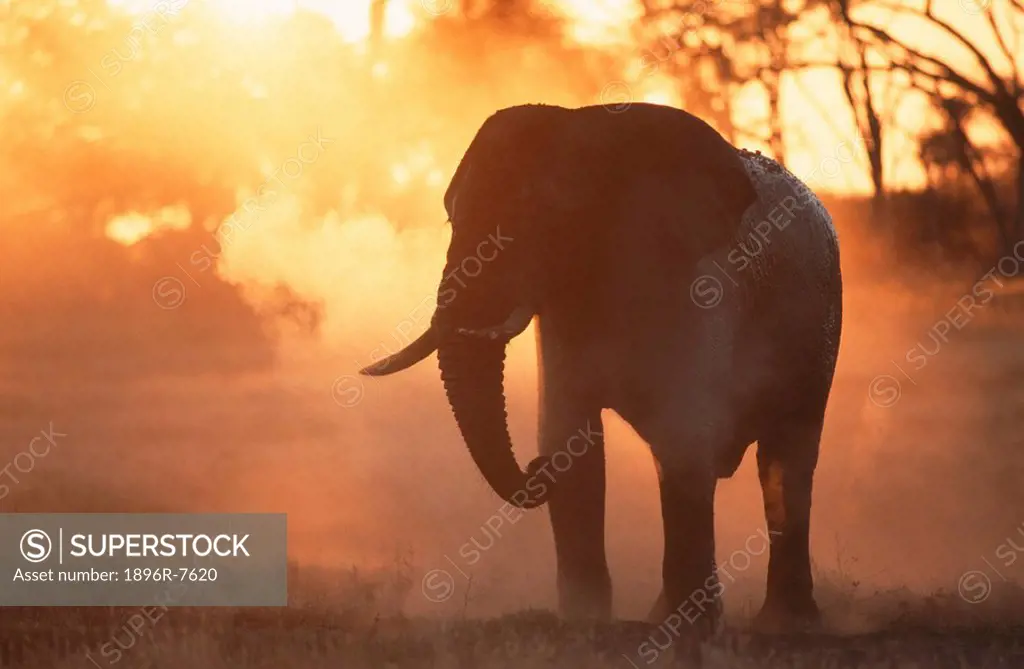 African Elephant, Loxodonta africana, in dust at sunset, Hwange, Matabeleland North, Zimbabwe