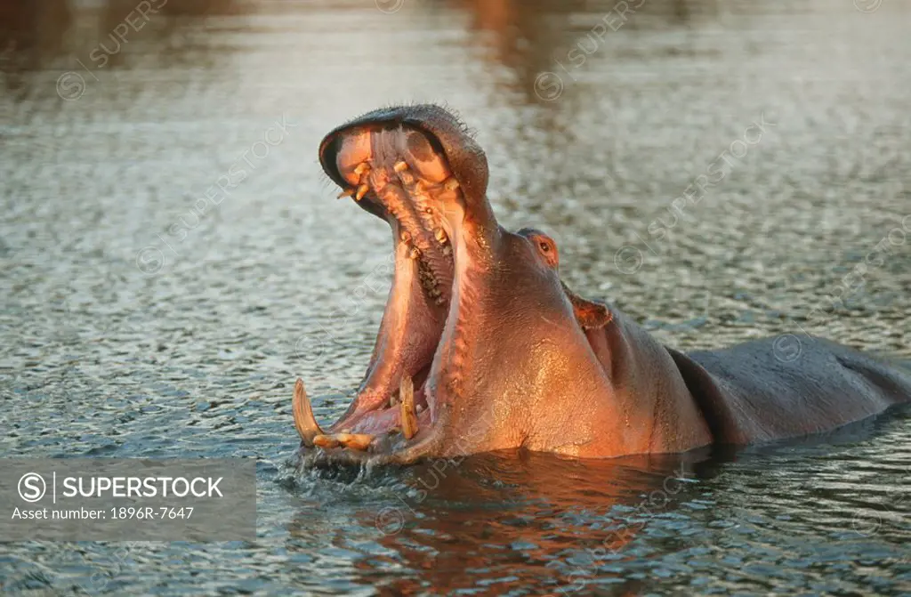 Hippopotamus, Hippopotamus amphibius with mouth open in river, South Africa