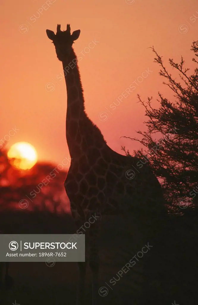 Silhouette of Giraffe, Giraffe camelopardalis at sunset, Hwange, Matabeleland North, Zimbabwe