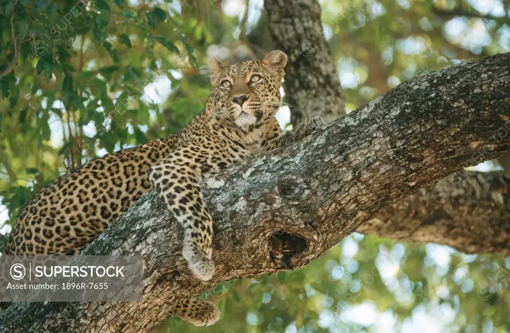 Leopard, Panthera Pardus in tree, South Africa