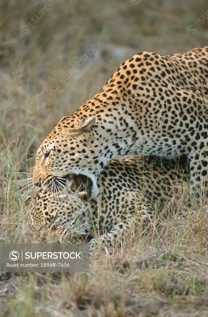 Leopards, Panthera Pardus playing in long grass, South Africa
