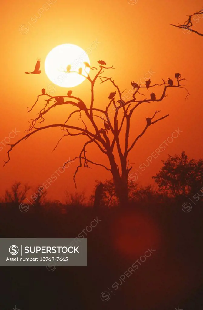 White backed Vulture Gyps africanus silhouette at sunset, Hwange, Zimbabwe