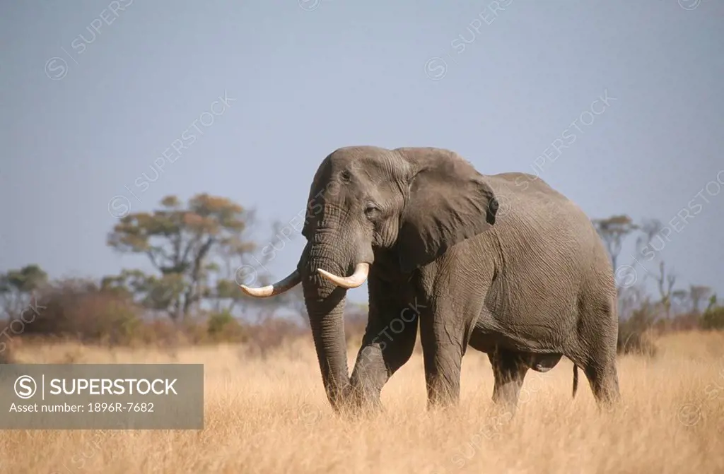 African elephant Loxodonta africana, Hwange, Zimababwe
