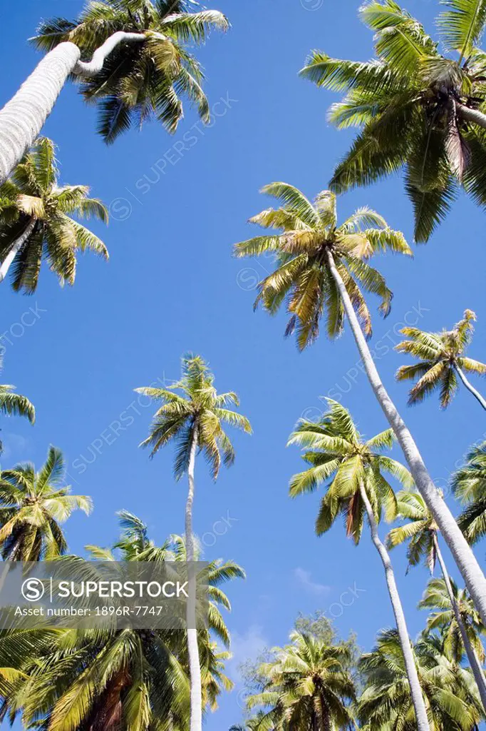 Low angle view of palm trees against blue sky, Seychelles