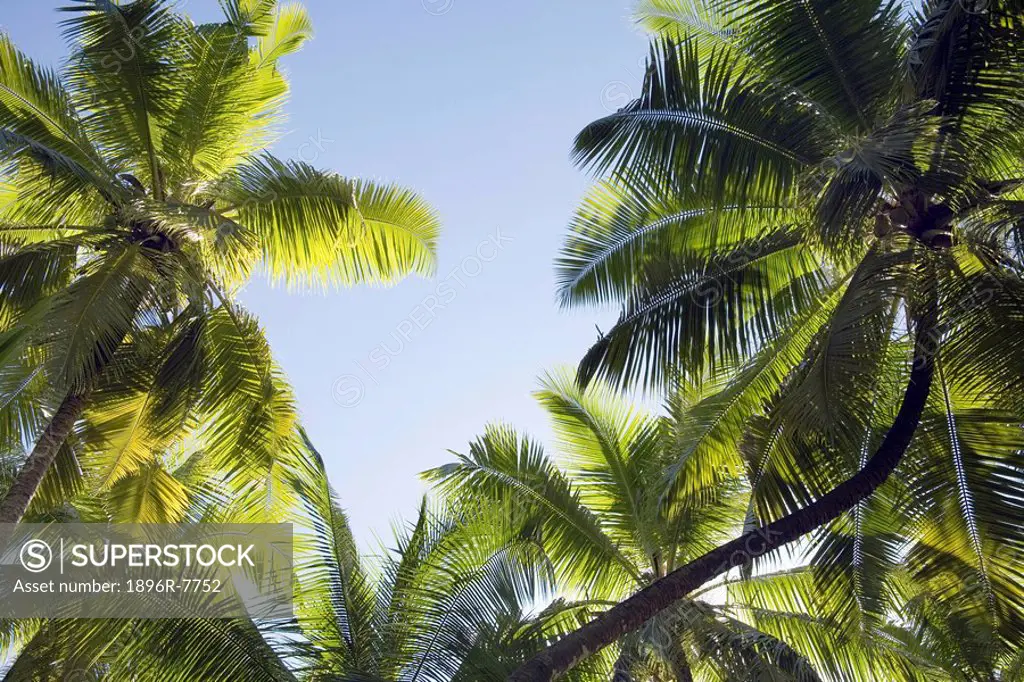 Coconut Palm Cocos nucifera trees and island foliage, Seychelles