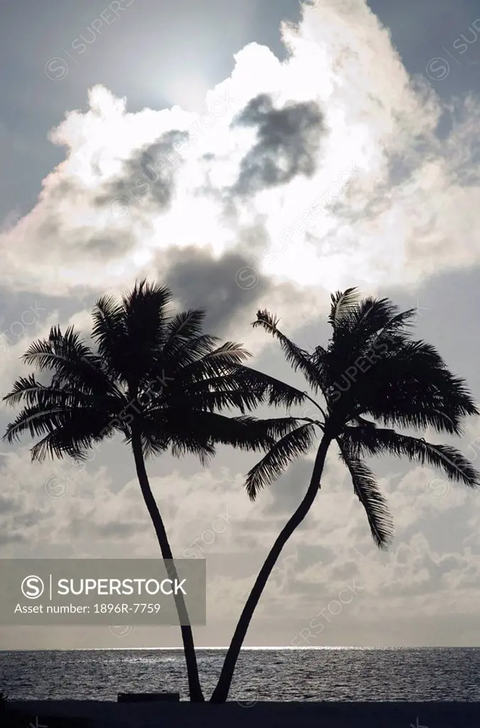 Silhouette of two palm trees alongside beach, Seychelles