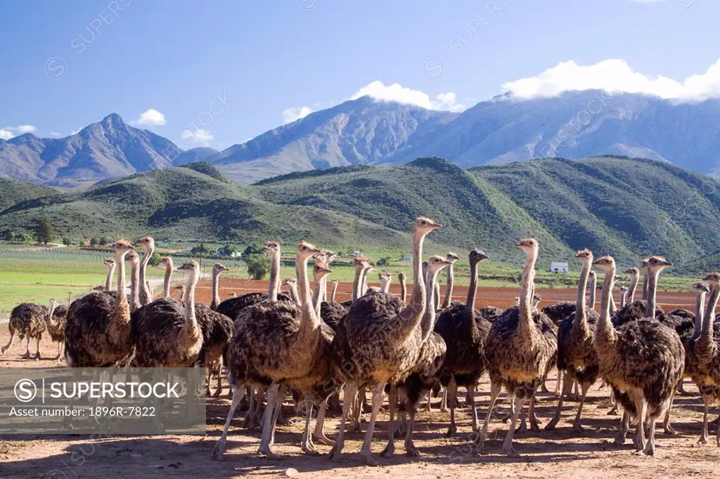 De Rust ostrich farm, Western Cape Province, South Africa