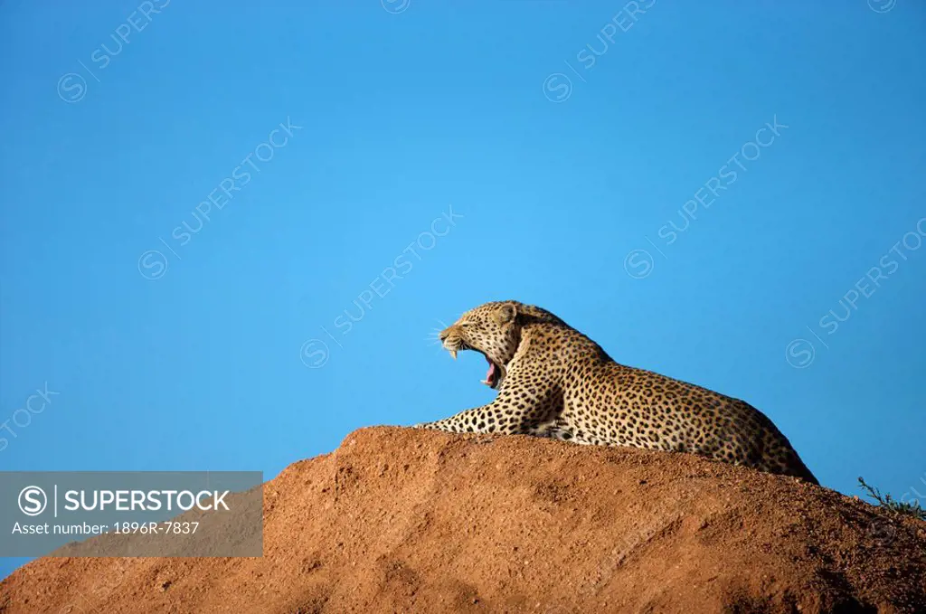 Distant view of a Leopard Panthera Pardus laying on a hill, Okonjima Lodge and Africat Foundation, Namibia,