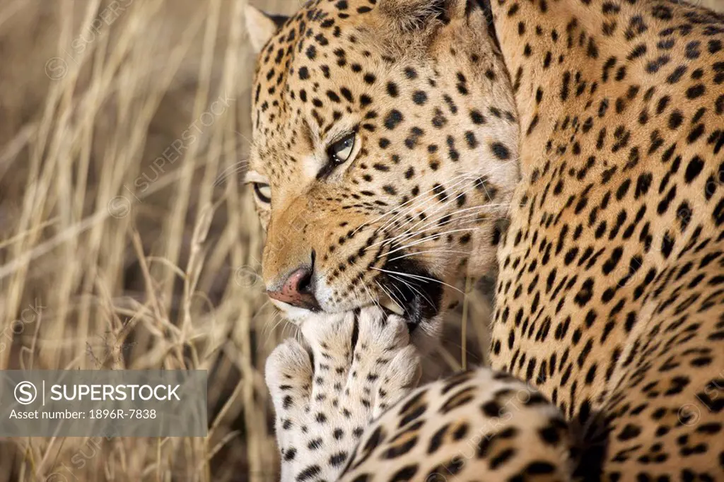Close up of a Leopard Panthera Pardus grooming it´s paw, Okonjima Lodge and Africat Foundation, Namibia
