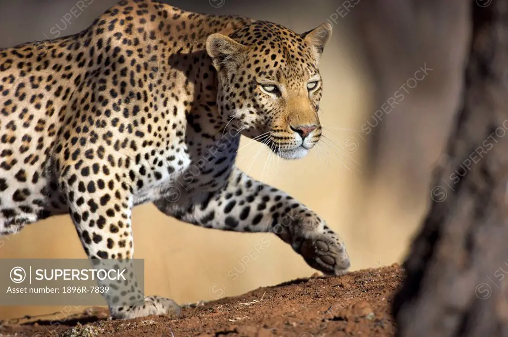 Close up o a Cheetah Panthera Pardus stalking,Okonjima Lodge and Africat Foundation, Namibia