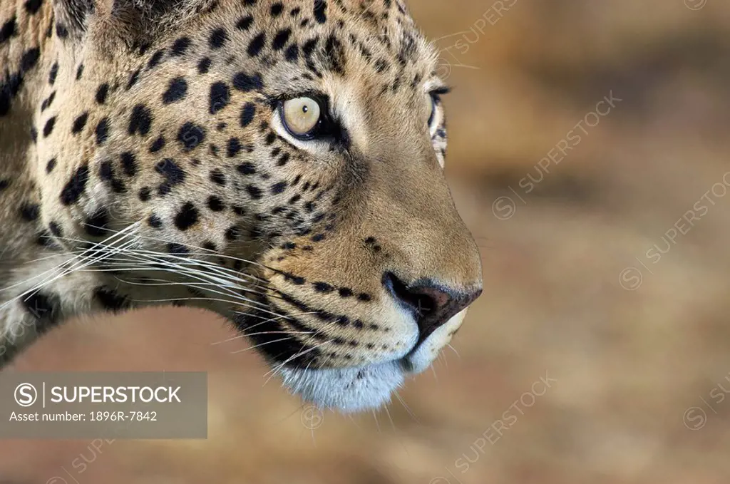 Profile of a Leopard Panthera Pardus, Okonjima Lodge and Africat Foundation, Namibia.
