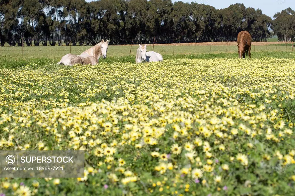 White and brown horse in field of Gazanias near Moreesberg, Western Cape