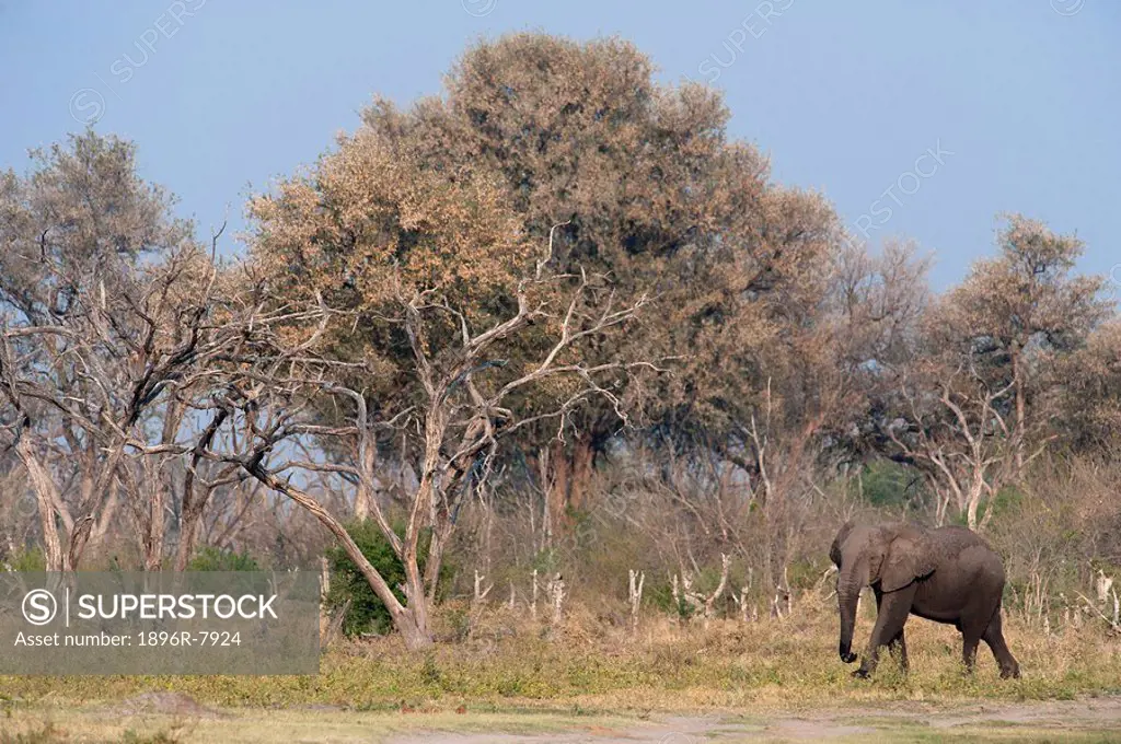 Elephants grazing on the banks of the Kwai River, Kwai, Botswana
