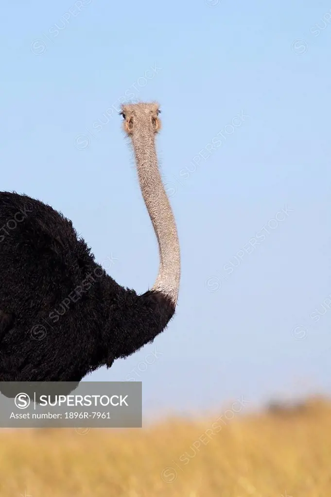 Male Ostrich Struthio camelus, Chobe National Park, Botswana